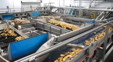 Potato processing line at Lamb Weston