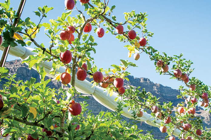 Washington State Apples Are In The Bag - Produce Business