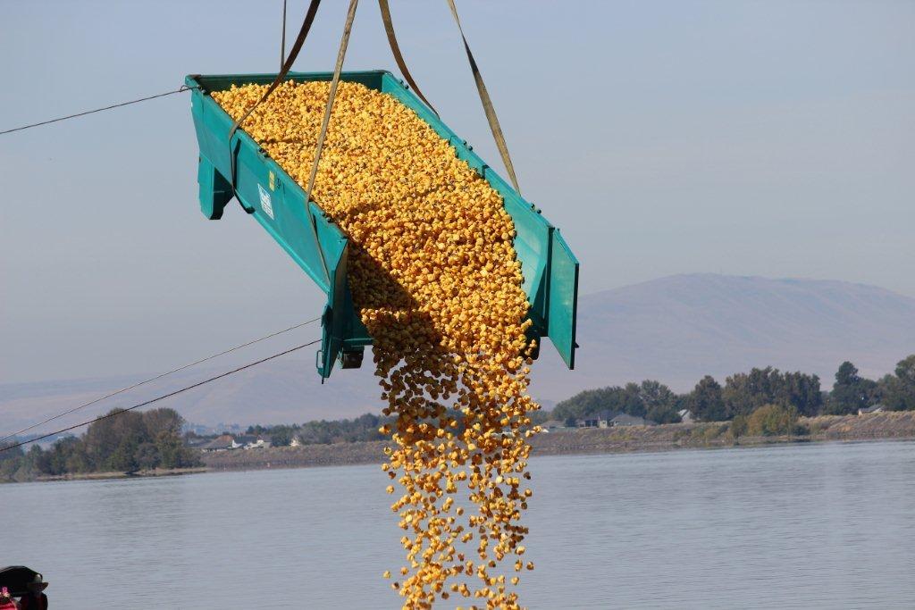 The Mid Columbia Duck Race