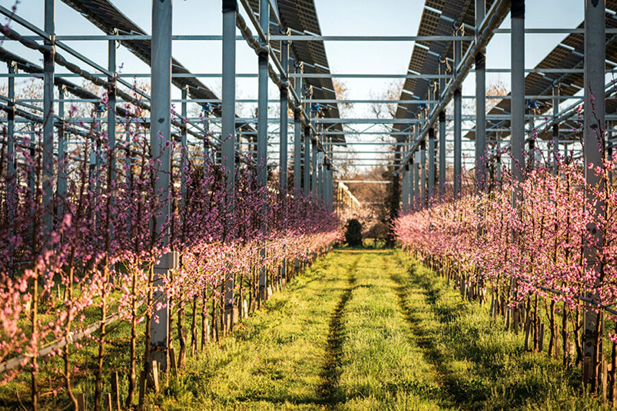 WSU Tri-Cities-based energy institute to demonstrate partnering solar energy, apple production