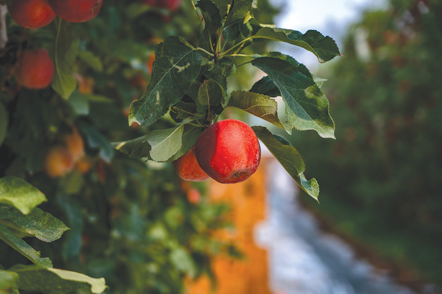 Apple_Gala apple on tree.jpg