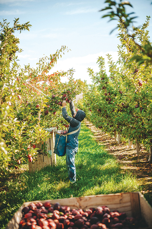 Apple_Picking apples 2.jpg