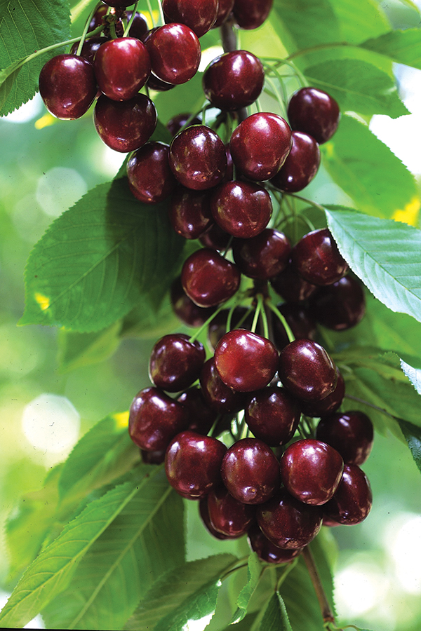 Cherries on tree.jpg