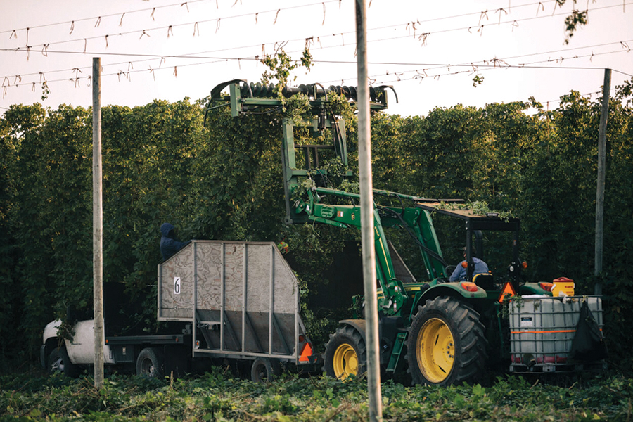 Hop Harvest 4.jpg