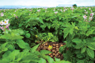 Potatoes Pile in field.jpg