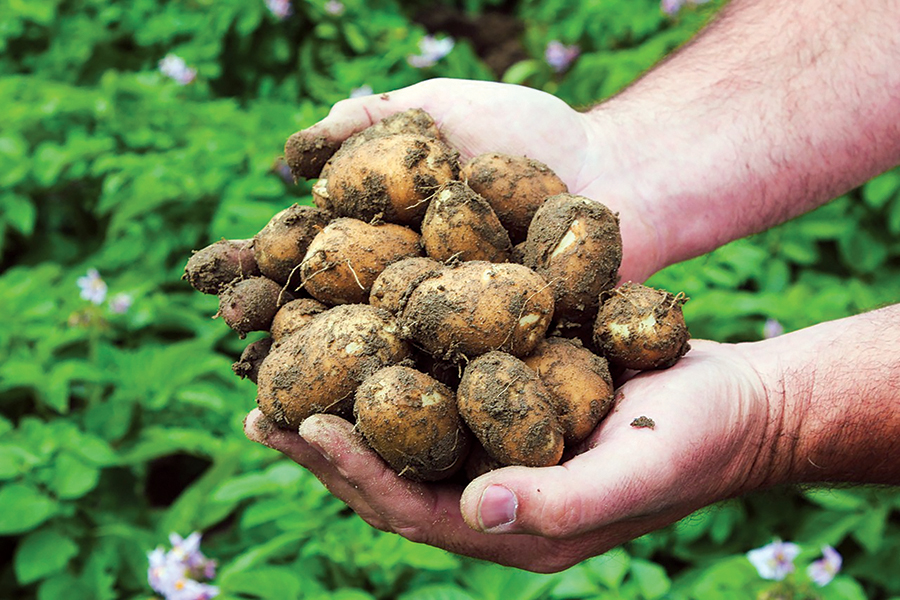 Potatoes closeup handful.jpg