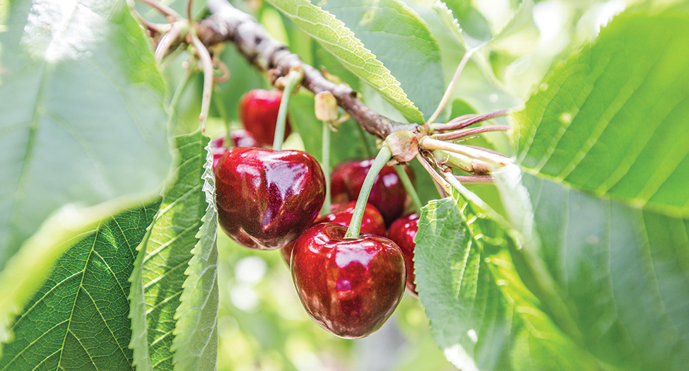 Fruitful summer Cherry crops a sweet success